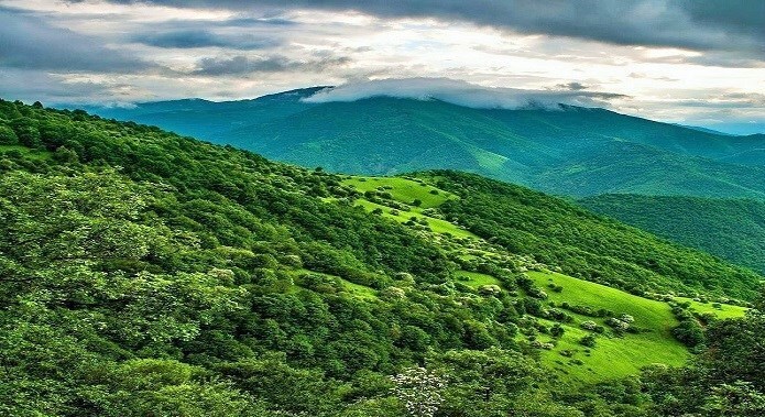 «نبرد خاموش بلوط‌ها: فاجعه‌ای نادیده در دل زاگرس»